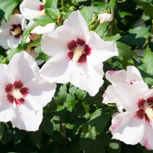 Hibiskusblüten