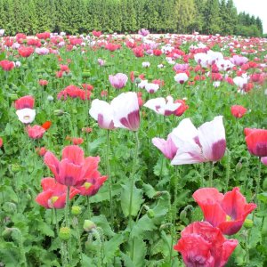 Mohnblüte