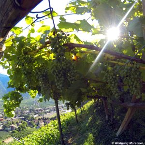 Weingarten im Vinschgau