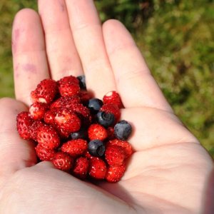 waldbeeren