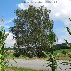 Weisses Kreuz in Fallbach