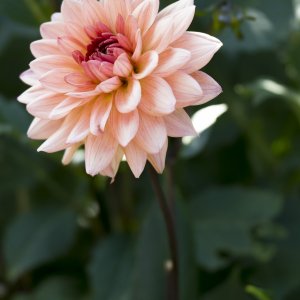 Dahlie (Dahlia)