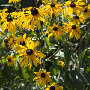 Sonnenhut (Rudbeckia)