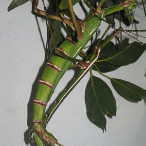 Goliathschrecke - Australische Riesenstabschrecke