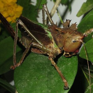 Drachenkopfschrecke
