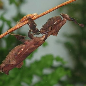 Geistermantis