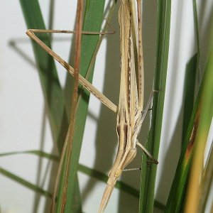 Nasenschrecke