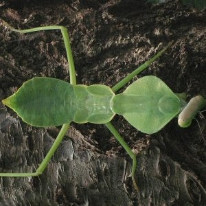 Schildmantis