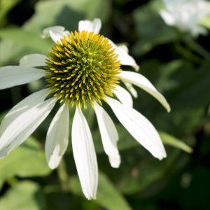 Echinacea Alba