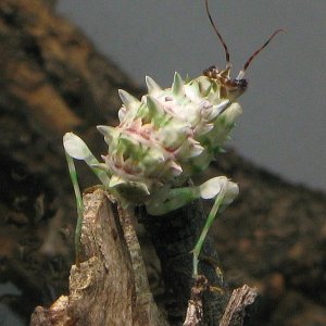 Blütenmantis