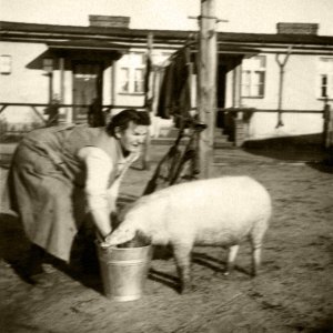 Schwein füttern