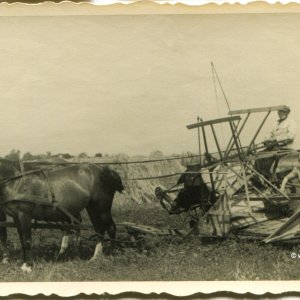 Erntemaschine mit Pferden