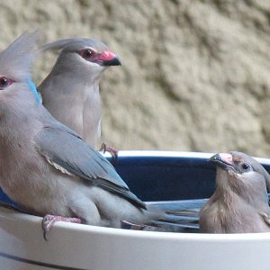 Blaunackenmausvögel schüsselweise