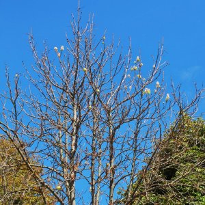 Narrischer Kastanienbaum