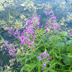 Fireweed