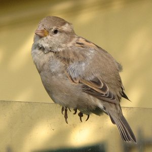 Piepmatz