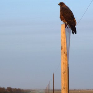 Habicht in Saskatchewan, Canada