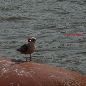 Möwe mit Drehverschluss einer Plastikflasche im Schnabel