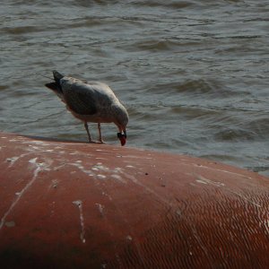 Möwe mit Drehverschluss einer Plastikflasche