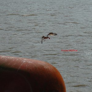 Möwe mit Schraubdeckel einer Plastikflasche im Flug