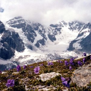 Ortler 1979