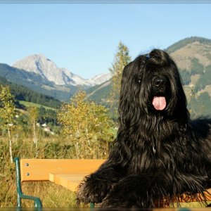 Briard Névio im Pürgschachner Moor