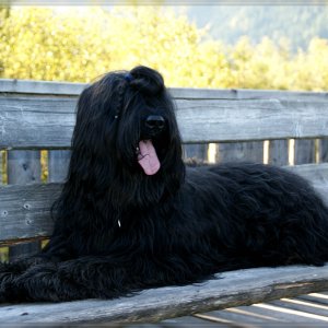 Briard Névio im Pürgschachner Moor