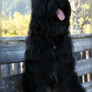 Briard Névio im Pürgschachner Moor