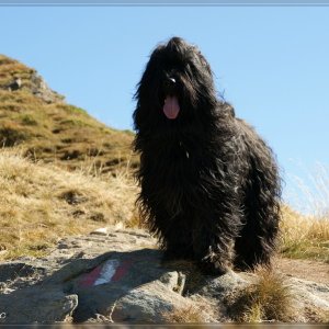 Briard Névio am Weg zum Krahbergzinken