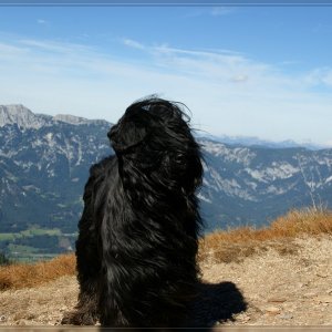 Briard Névio am Krahbergzinken