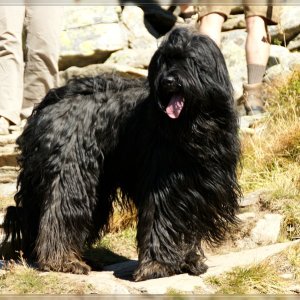 Briard Névio am Weg zum Krahbergzinken