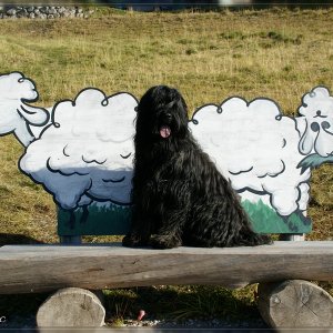 Briard Névio - ein französischer Hirtenhund auf der Schafalm