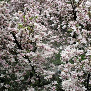 Magnolienpracht, Mirabellgarten