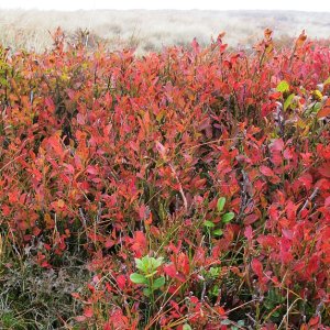herbstlich gefärbt