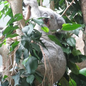 Im Zoo von Edinburgh