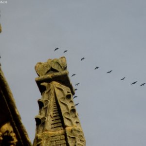 Vogelzug bei der Rosslyn Chapel, Schottland