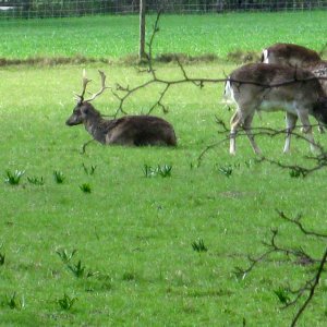 Lainzer Tiergarten bei der Hermesvilla.