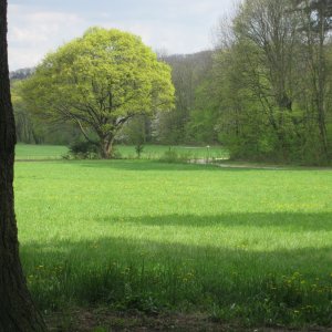 Lainzer Tiergarten bei der Hermesvilla.