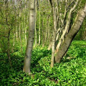 Lainzer Tiergarten bei der Hermesvilla.