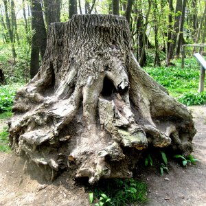 Lainzer Tiergarten bei der Hermesvilla.