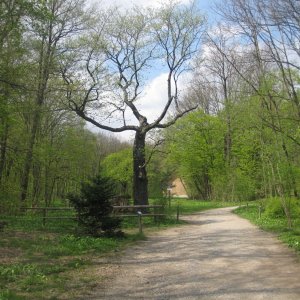 Lainzer Tiergarten bei der Hermesvilla.