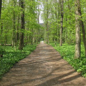 Lainzer Tiergarten bei der Hermesvilla.