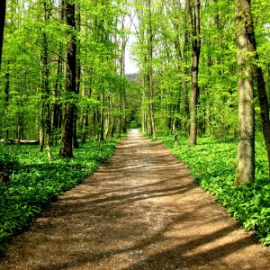 Lainzer Tiergarten bei der Hermesvilla.