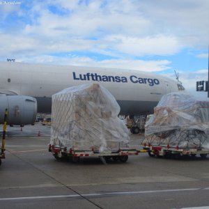 Lufthansa Cargo, Flughafen Frankfurt