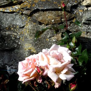 Am alten Friedhof bei der Kirk Cramond, Edinburgh