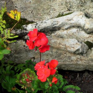 Detail alte Grabplatte bei der Cramond Kirk, Edinburgh