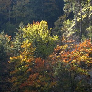 der Herbst beginnt zu färben