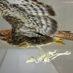 Mäusebussard, Naturkundemuseum Graz Joanneum