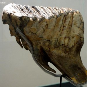 Backenzahn eines Wollhaar-Mammuts, Naturkundemuseum Graz Joanneum