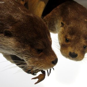 Fischotter, Naturkundemuseum Graz Joanneum